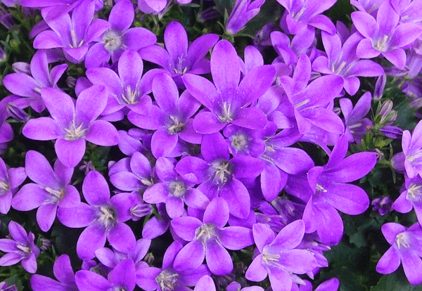 작고 예쁜 보라색 꽃들이 가득 피어있다. 수술은 하얀색이다.