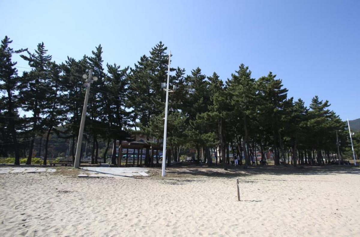 등명해변 소나무 숲