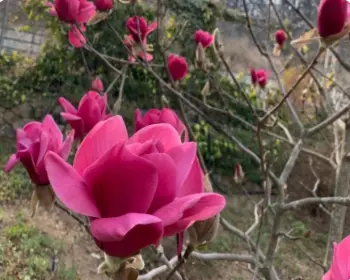 천리포수목원 목련 축제_15