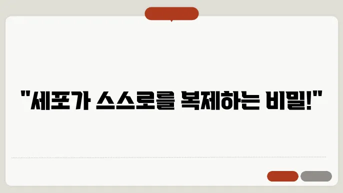 세포분열