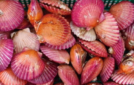 시중에서 쉽게 볼 수 있는 홍가리비 판매 사진입니다.