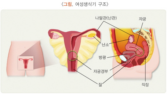 여성생식기-구조를-의학적으로-그린-일러스트-사진