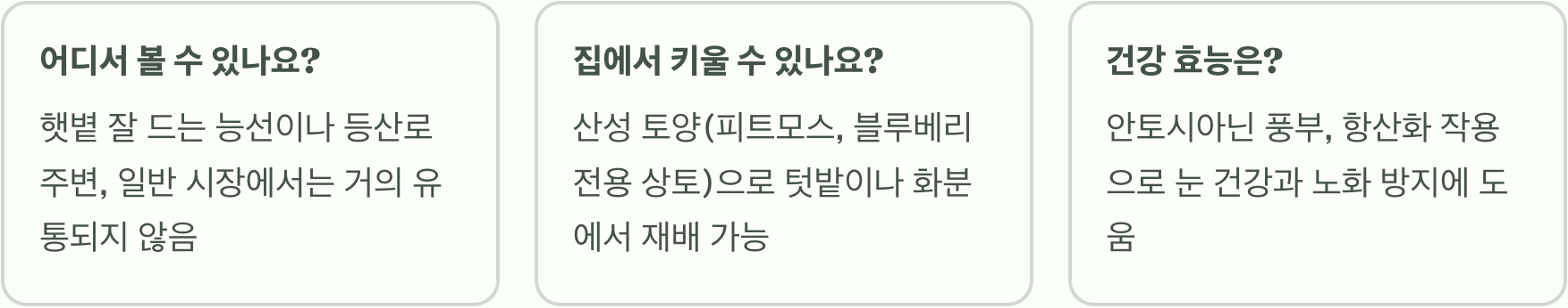 토종 블루베리, 정금나무 열매 맛과 먹는 법 A to Z