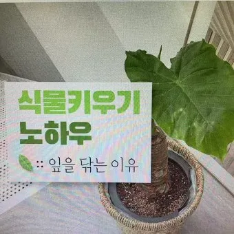 잎닦기 관리 미세먼지제거 광합성도움 우유물사용 주의점_4