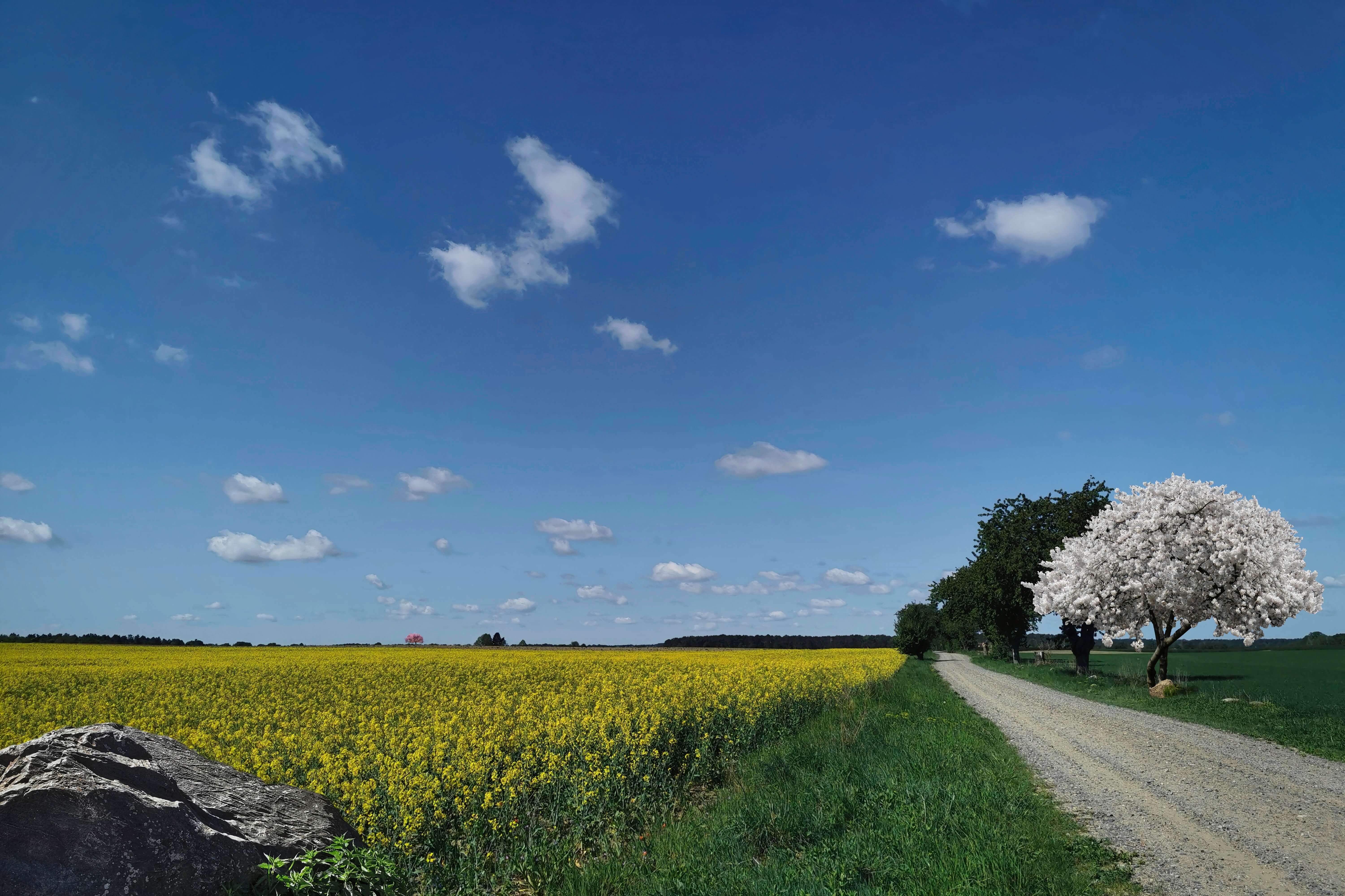 2026 전국 봄꽃축제 일정 총정리
