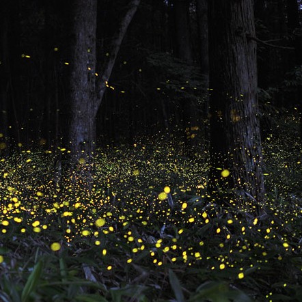 필리핀 보홀 자유여행 필수 투어 코스 액티비티 여행
