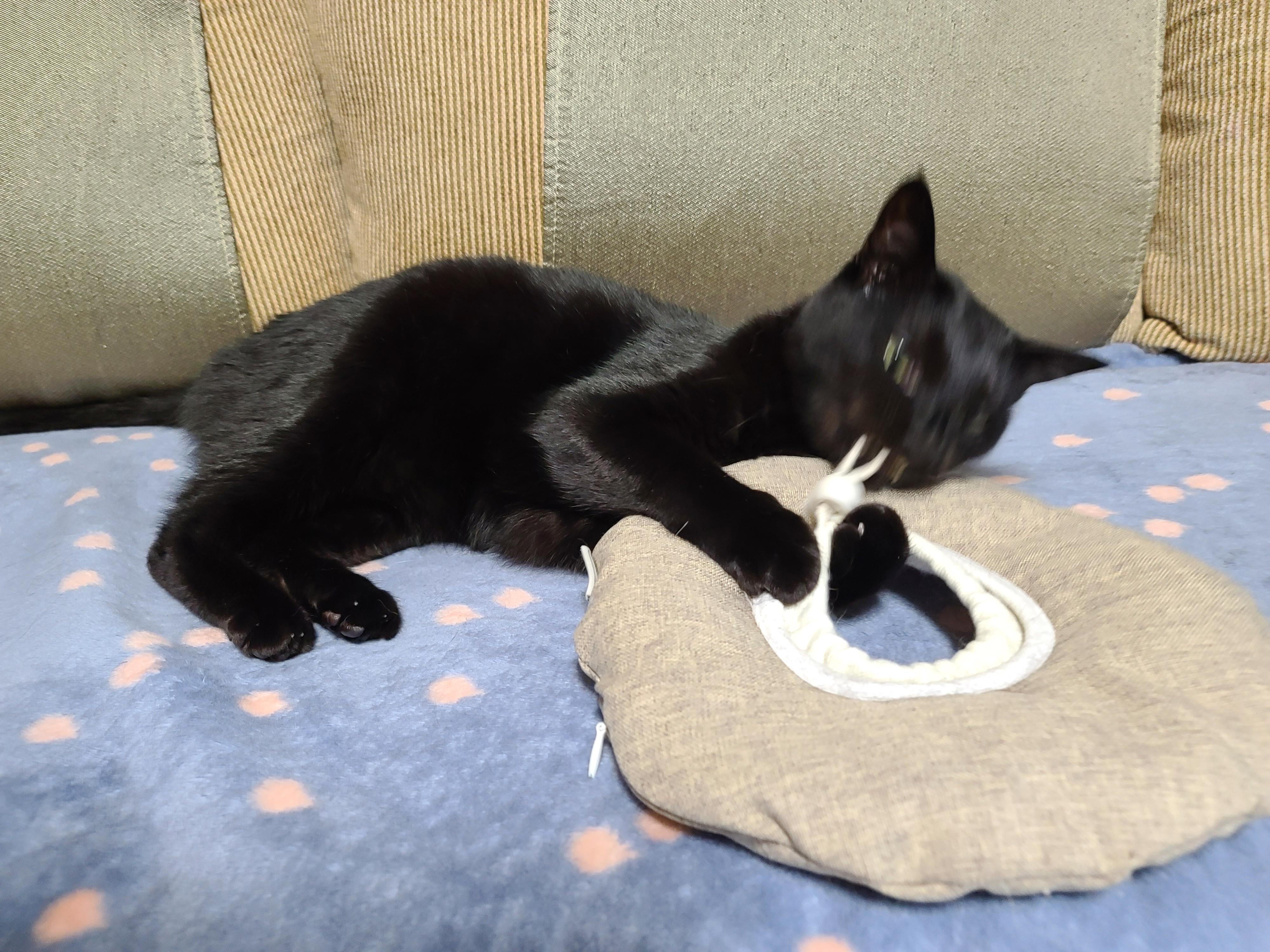 넥카라 혼자 벗어던지고 갖고노는 고양이 건이. (귀여운 영상 많음 주의)