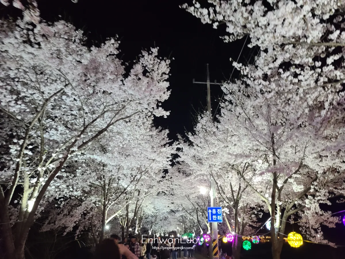 만개한-벚꽃-밤하늘-연분홍색의-벚꽃터널-구경하는사람들