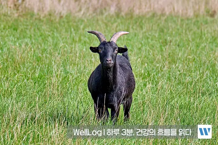 흑염소 진액 효능 복용법