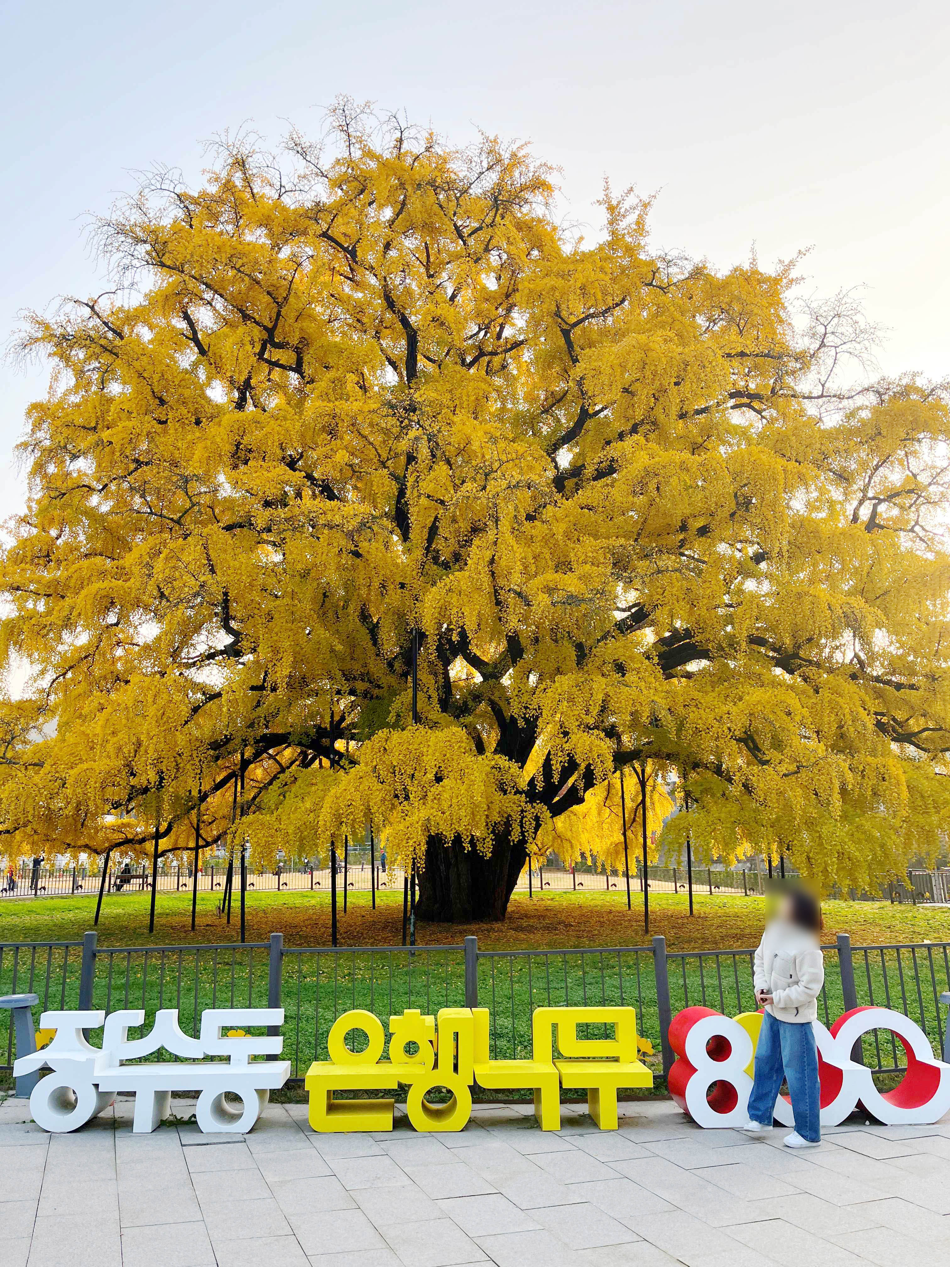 장수동 은행나무