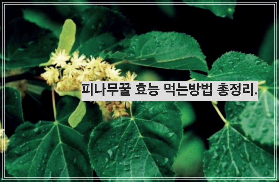 피나무꿀 효능 먹는방법 총정리.