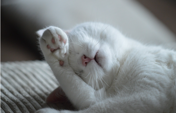 고양이 발바닥 패드의 비밀