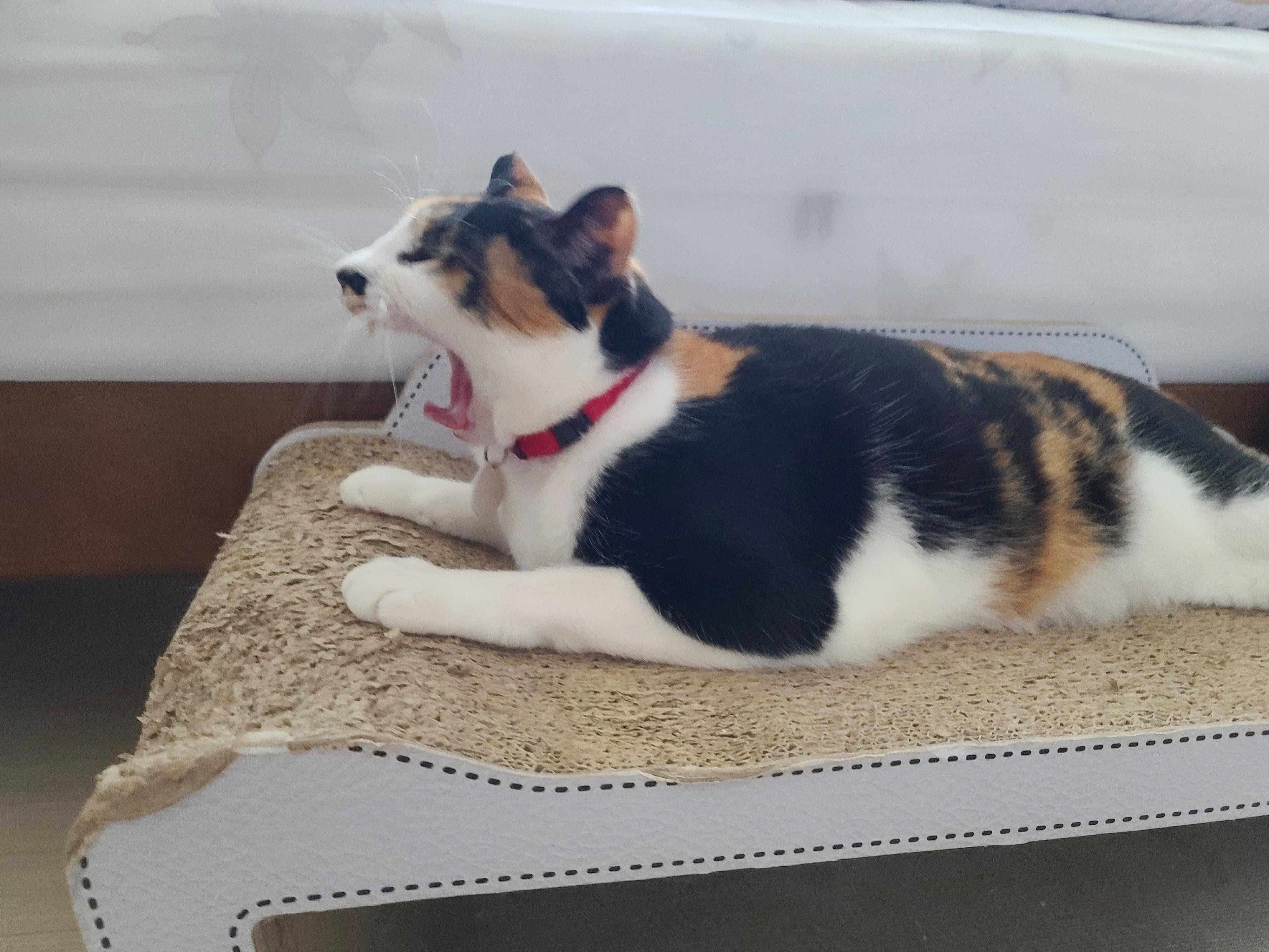 비오는 아침 아홉냥이네 고양이들.