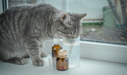 약병을 들여다보고 있는 고양이.