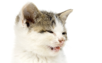 재채기를 하는 아기 고양이의 얼굴.