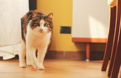 이쪽으로 다가오는 고양이