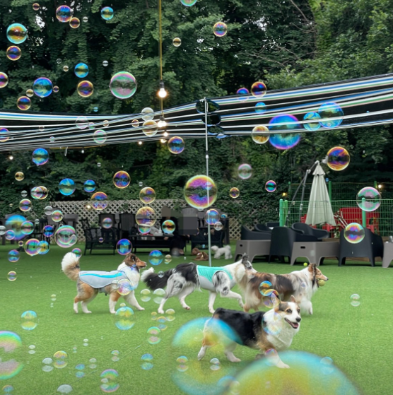 비숲 정보 안내