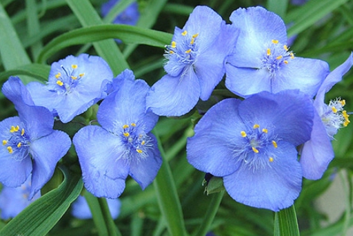 가을에 피는 꽃 자주달개비