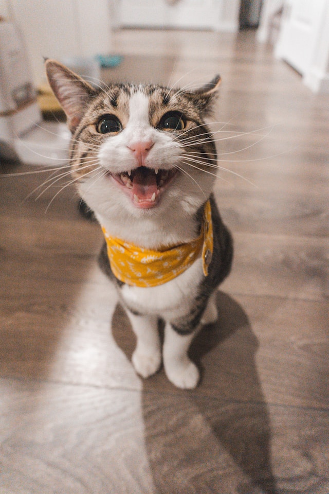 고양이