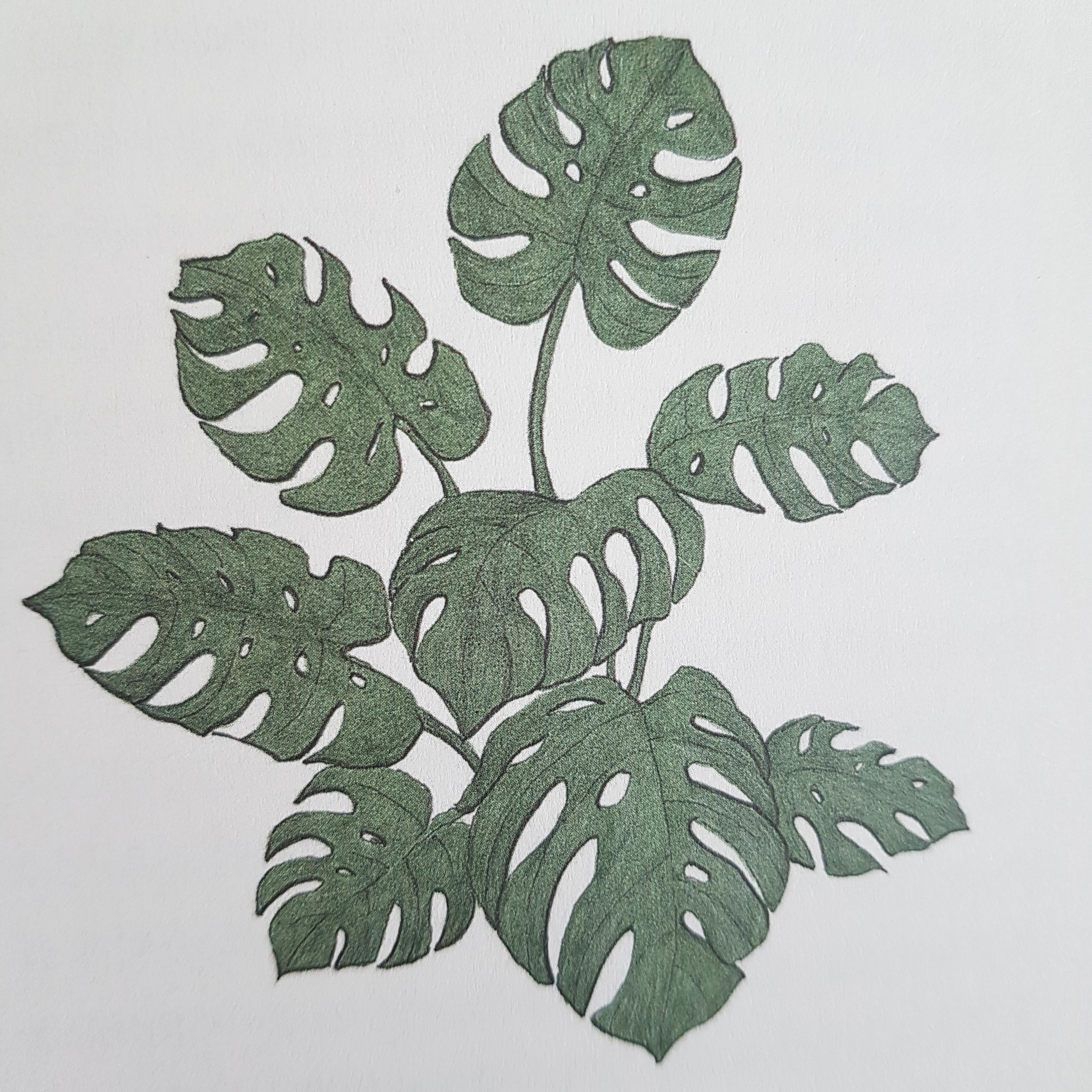 몬스테라 Monstera 그림