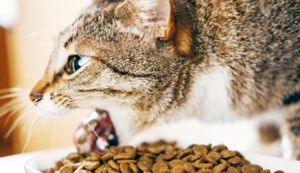 고양이 사료와 토하는 고양이.