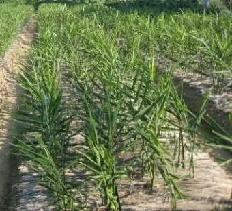 생강 재배 씨눈 맞추기 보온 피복 수확 건조_9