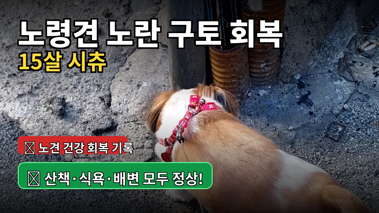 15살 시츄가 목줄을 하고 길가 전봇대 냄새를 맡으며 산책하는 모습. 노란 구토 후 회복하여 산책이 가능해진 사진.