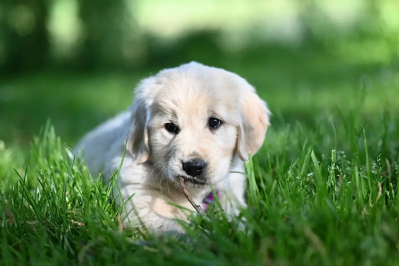 초보 집사를 위한 강아지 입양 완벽 가이드
