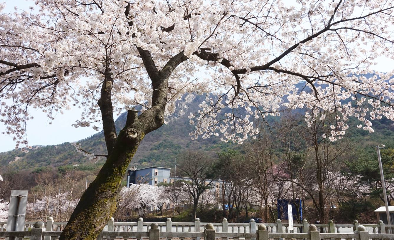 동학사 벚꽃축제 일정
