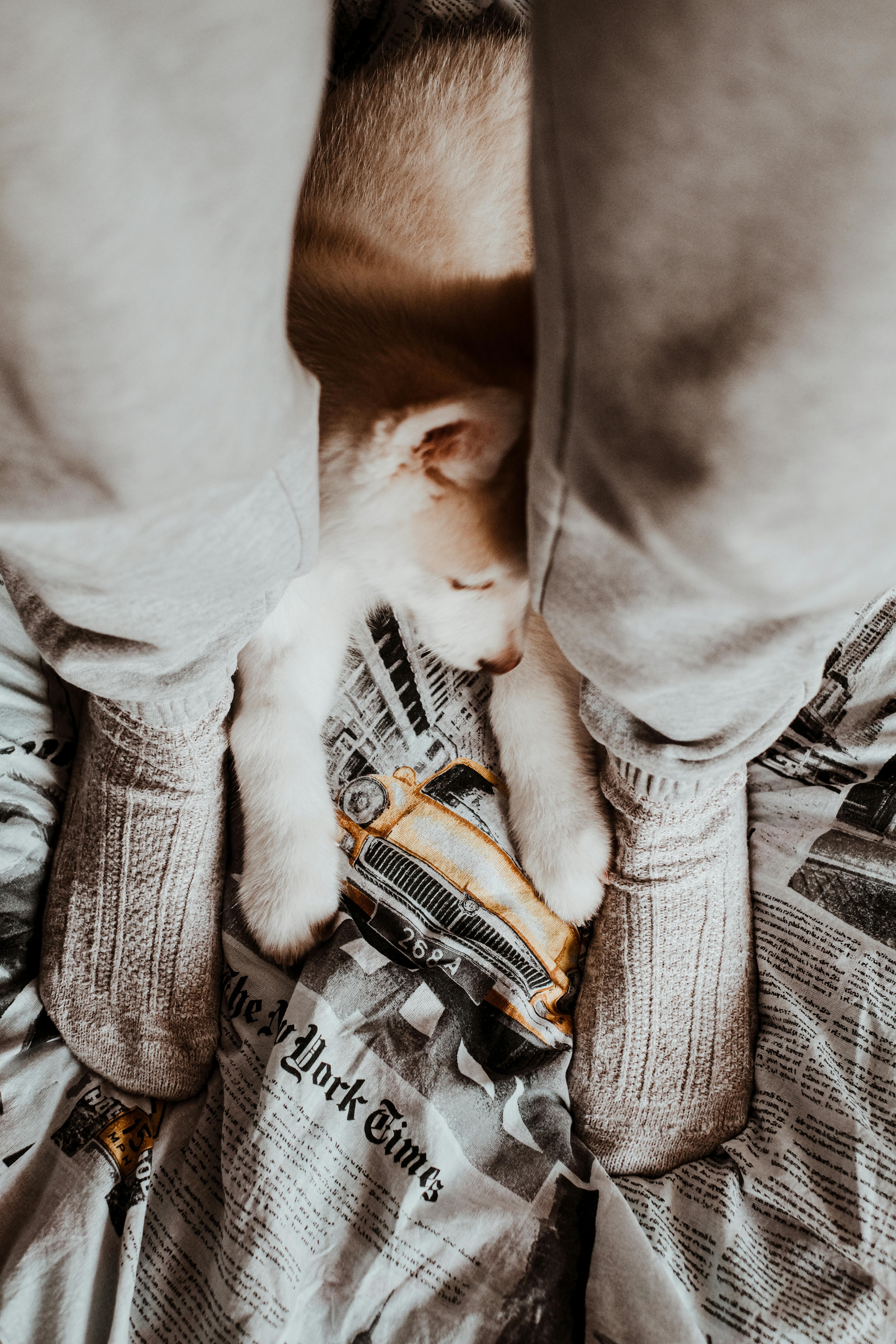 글로벌 펫산업 ETF PAWZ 완전 분석｜편입기업&middot;수익률&middot;2026 전망