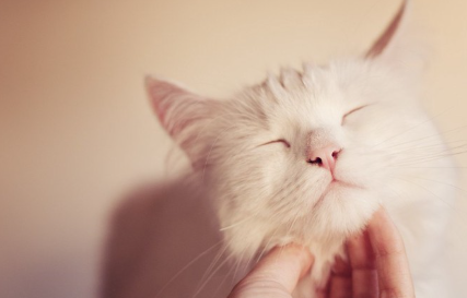 고양이의 턱 모양.