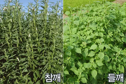 참깨 들깨 사진