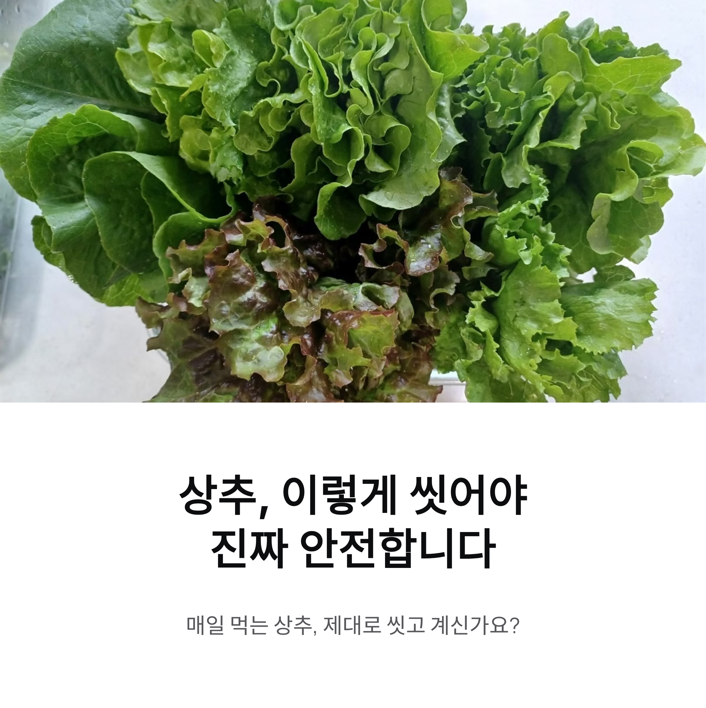 상추, 이렇게 씻어야 진짜 안전합니다