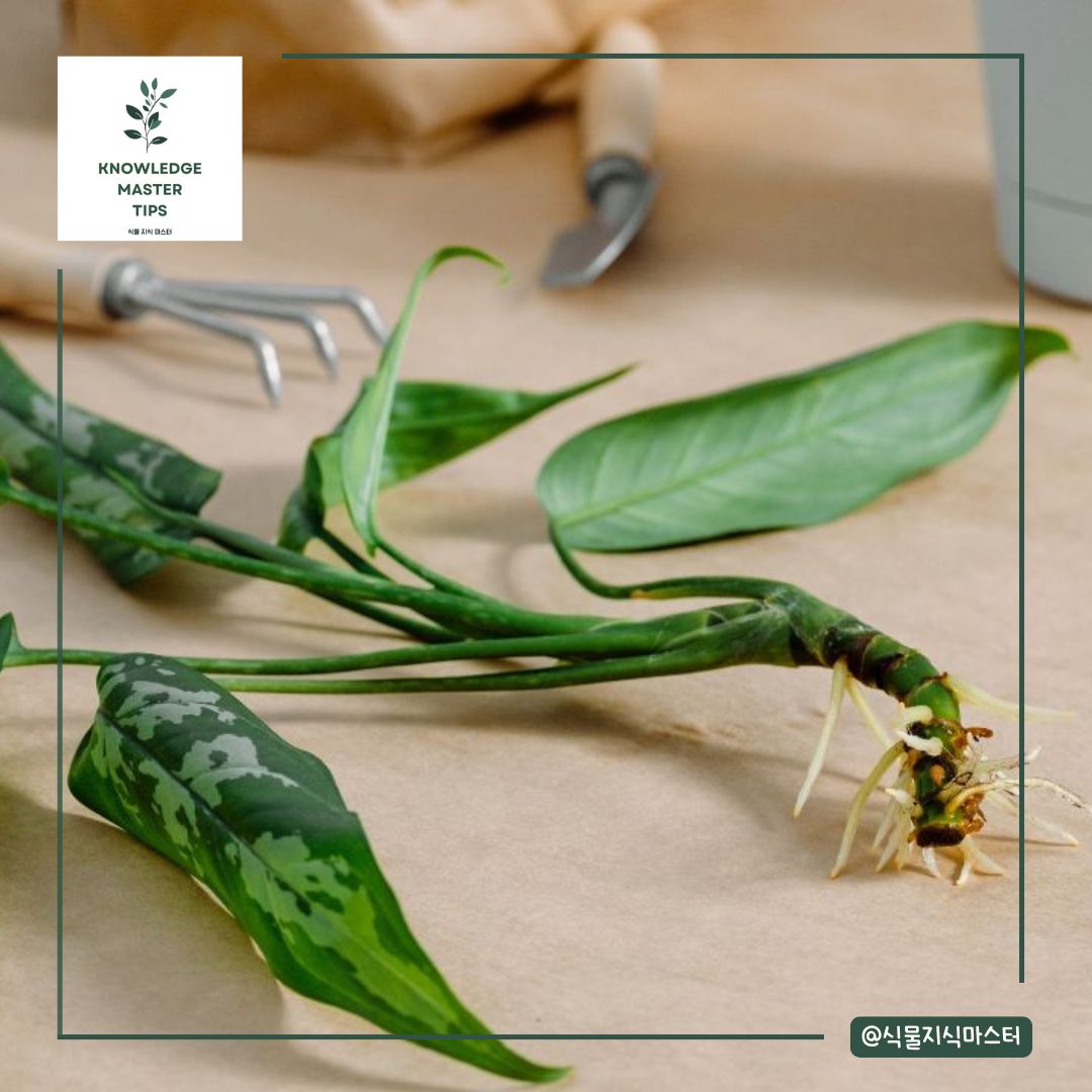 수경재배의 영양 공급 방법