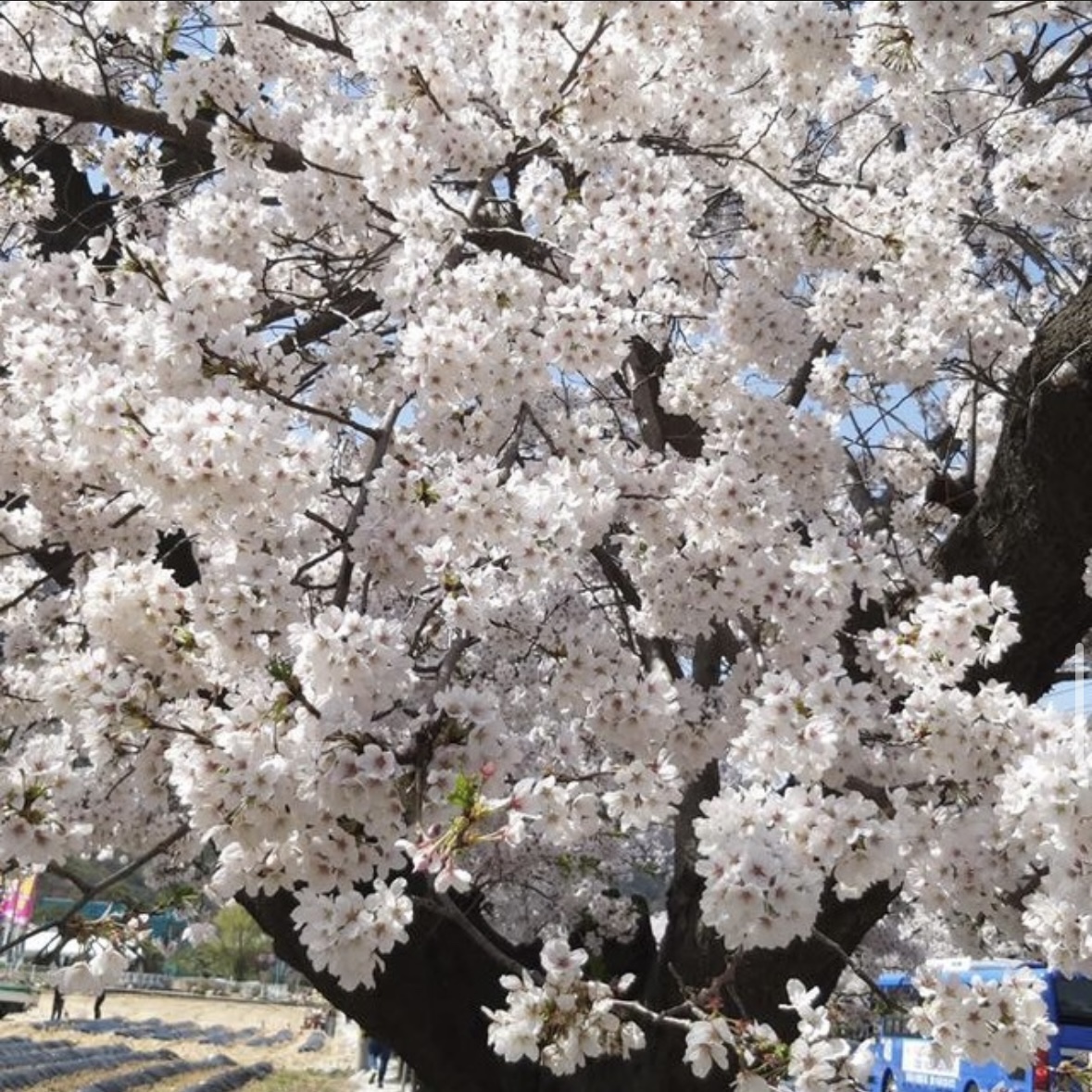 동학사 벚꽃 축제 일정