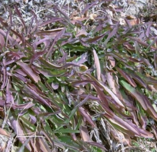 씀바귀 효능과 부작용 먹는법 고르는법