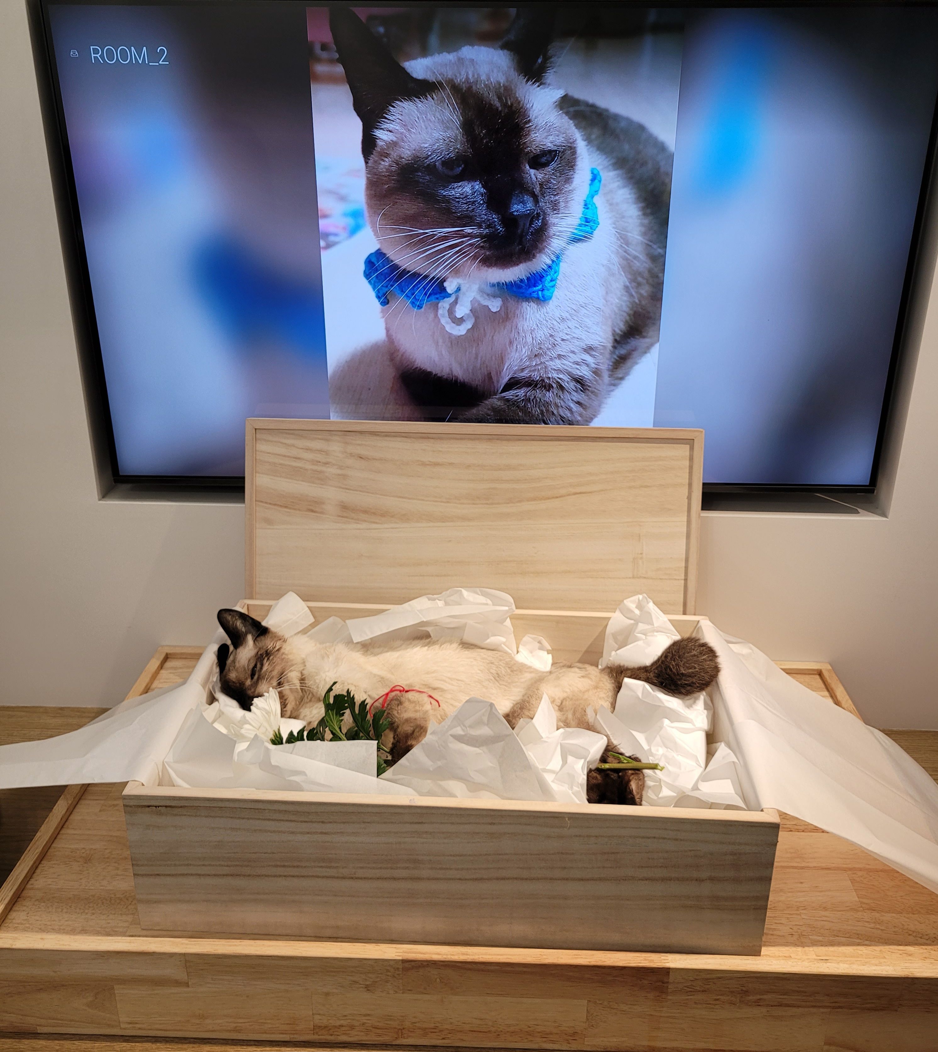 반려동물 고양이 장례식