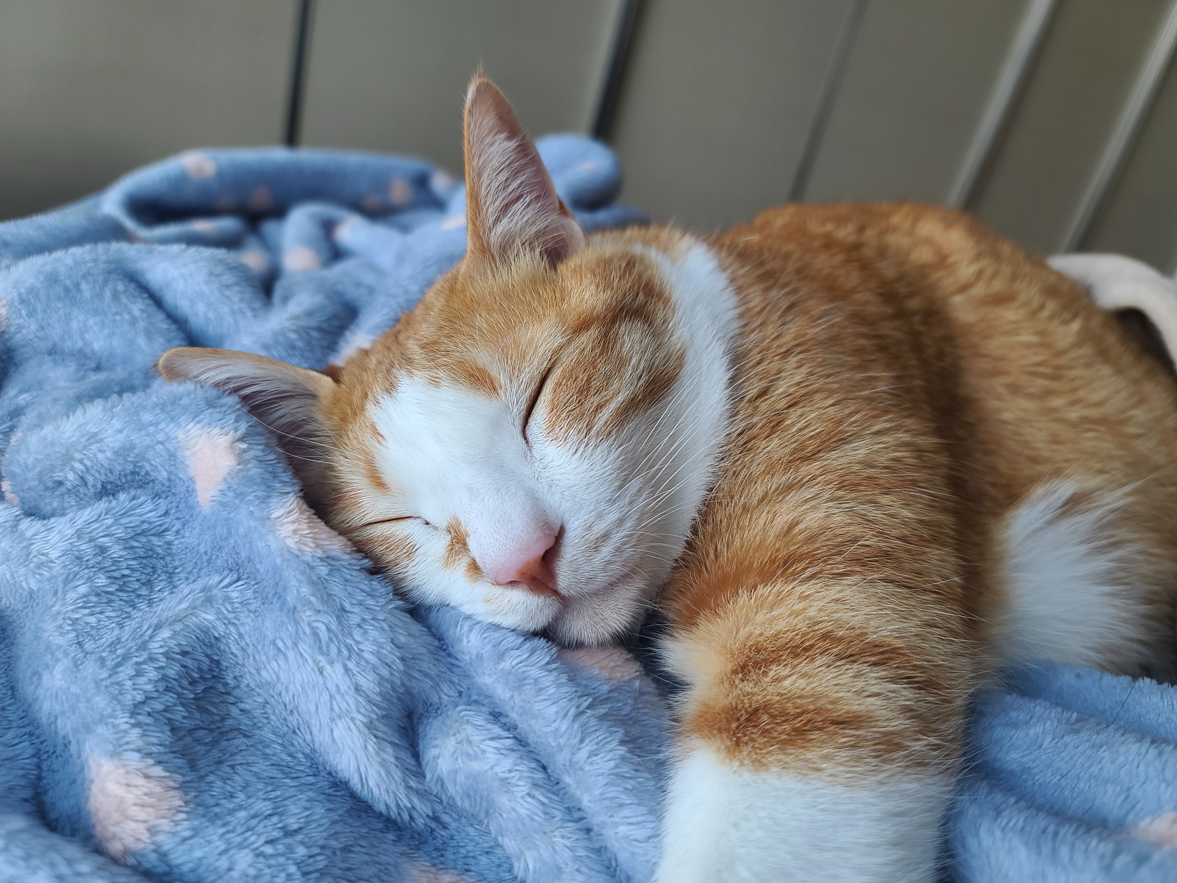 일요일. 오늘아침 평화로운 고양이들.