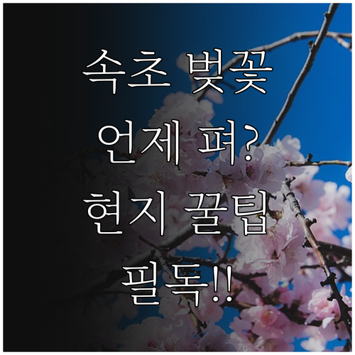 속초 벚꽃 개화 예상일 및 현지 방문..