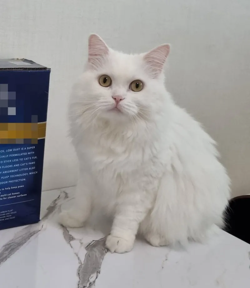 터키시앙고라 고양이 유전병 성격 가격_2