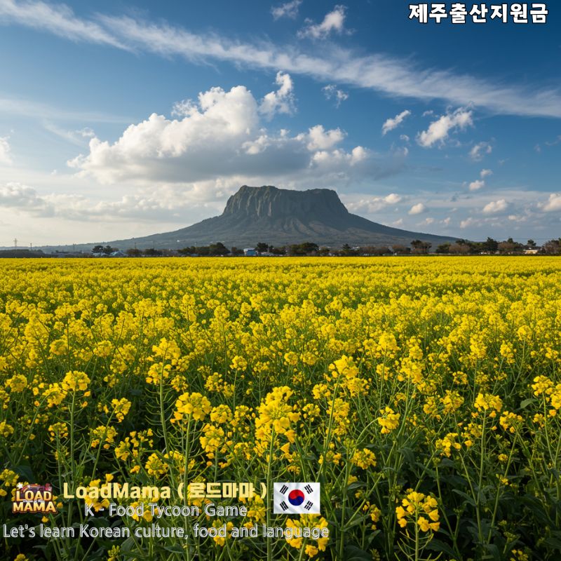 제주도 유채꽃