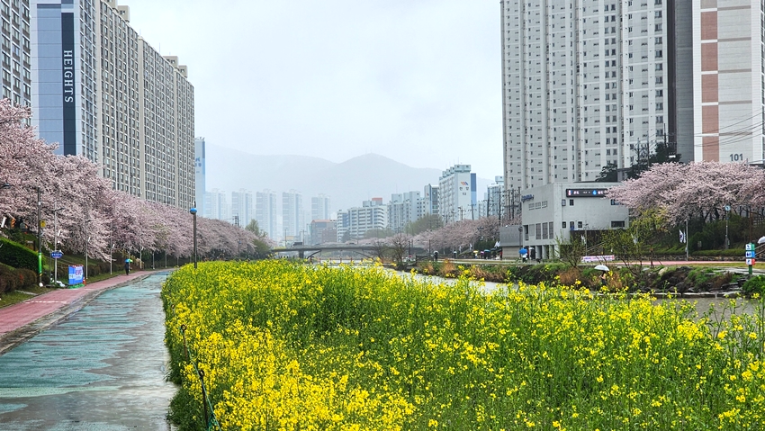 온천천 벚꽃