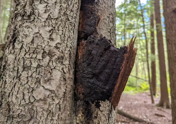 차가버섯 효능 : 항암 효과