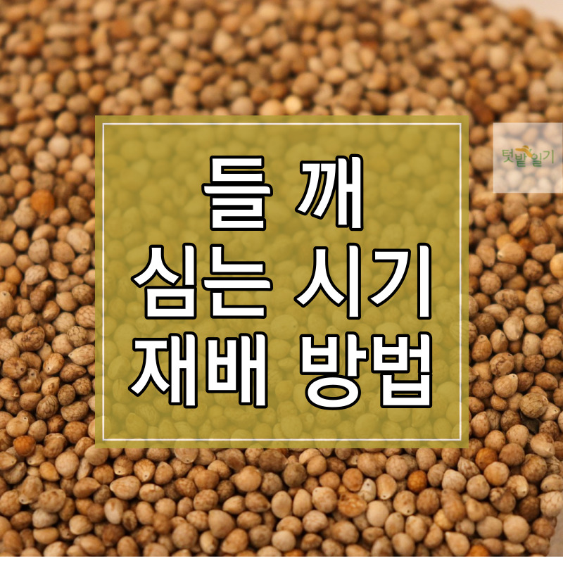 들깨 심는 시기 및 재배방법 알아보기