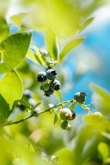 빌베리 하루섭취량 가격비교 성분