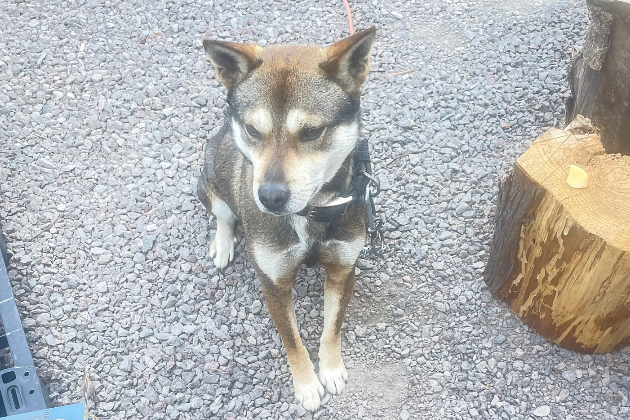 꼬리를 흔들며 반겨주는 귀여운 멍멍이 이미지