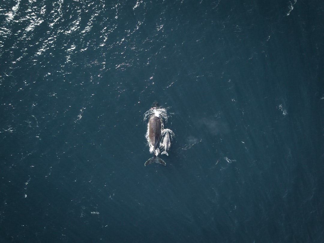 Whale