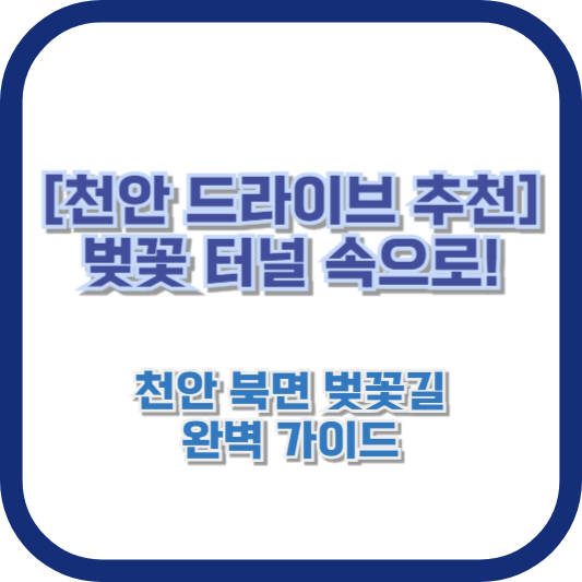 [천안 드라이브 추천] 벚꽃 터널 속으로! 천안 북면 벚꽃길 완벽 가이드