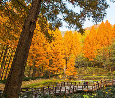 국내-단풍-명소