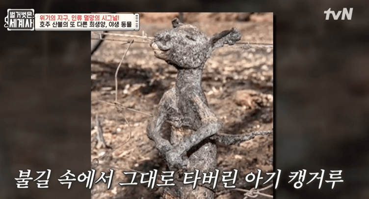 지구온난화_호주산불